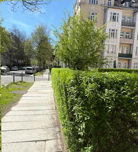 Nachher: dieselbe Hecke, gerade geschnitten