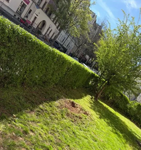 Nachher: geschnittene Hecke und gemähte Rasenfläche